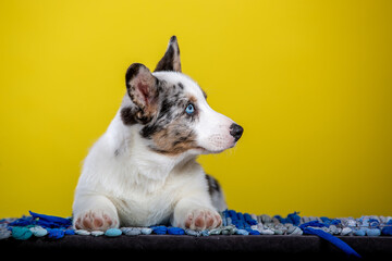 Marble color Welsh corgi puppy in studio