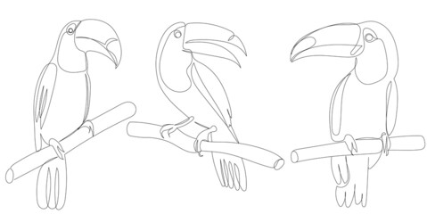 toucan one continuous line drawing, isolated, vector © zolotons