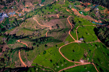 Aerial view of Ella Tea Garden, Nuwara Eliya, Sri Lanka.