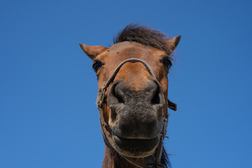 retrato de caballo chistoso con fondo cielo azul