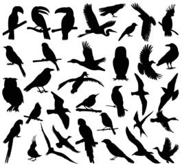 birds set silhouette, on white background, isolated, vector