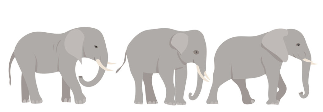 elephant flat design, isolated on white background