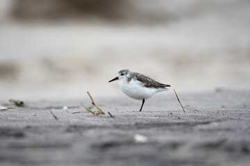 Sanderling on New York Beach