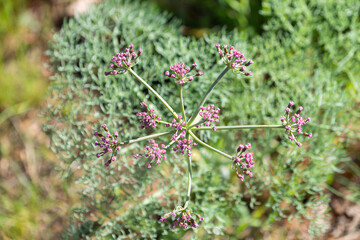 Desert Parsley in Oregon