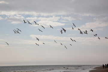 A flock of birds in flight