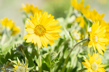 Arrow Leaf Balsam Root plant in the Pacific Northwest