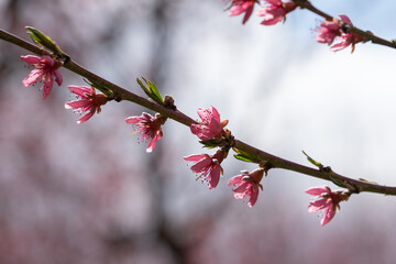 Flowers in an orchard