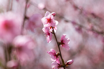Fototapeta na wymiar Flowers in an orchard
