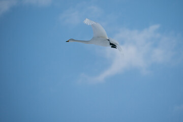 The whooper swan (Cygnus cygnus)