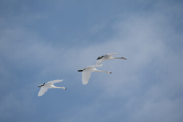 Obraz premium The whooper swan (Cygnus cygnus)