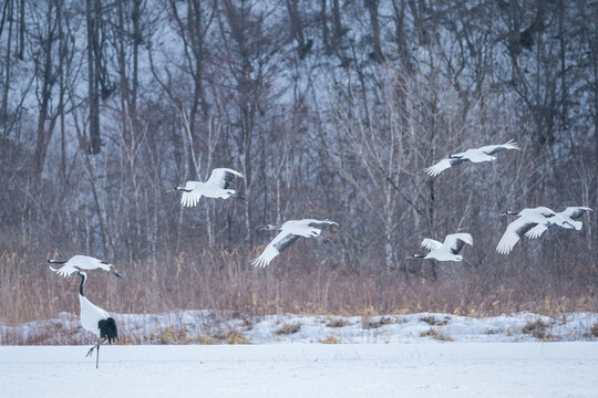 The Red-crowned Crane (Grus Japonensis)