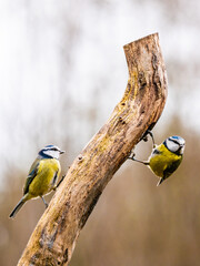 Pair of Blue Tits on a branch