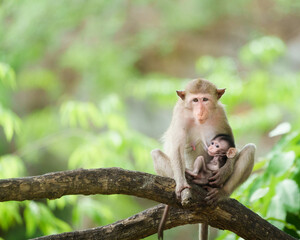 A mother monkey happily raises her cubs in a natural forest sitting on a branch and baby monkeys suckling milk