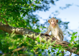 The little brown monkey in the forest park sits on the branch and is enjoying and making eye contact. © sompao