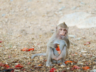 The little monkey in the park sat holding a tomato in his hand and making eye contact.