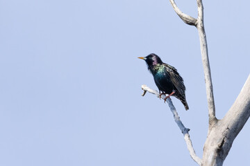 Colorful European starling bird perched on a tree on an early spring morning