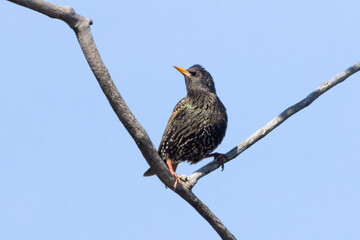 Colorful European starling bird perched on a tree on an early spring morning