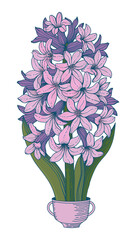 Beautiful violet hyacinth in pot isolated on white background. Sketch hyacinth. Spring flowers.