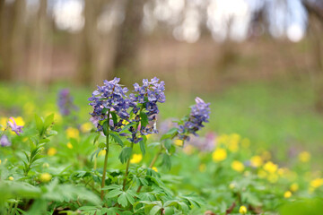 First spring flowers in a forest. Fumewort, corydalis solida blooming in may