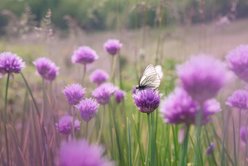 a magical photo of a white butterfly on pink flowers. soft focus, close-up