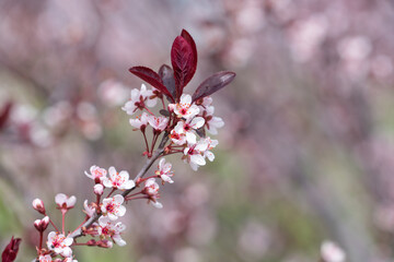 Ornamental plants in a garden