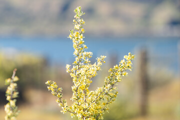 Plants in evening light