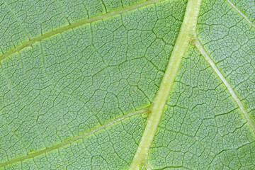 back side of green leaf texture
