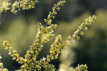 Plants in evening light