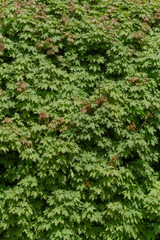 green foliage of maple tree at spring