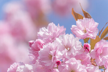 branch of pink japanese cherry tree blossoming