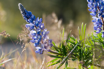 Lupine wildlflowers as seen in Oregon