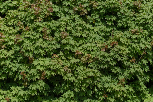 Green Foliage Of Maple Tree At Spring