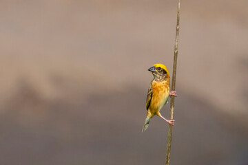 Image of male baya weaver nesting on nature background. Bird. Animals.
