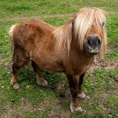 poney shetland