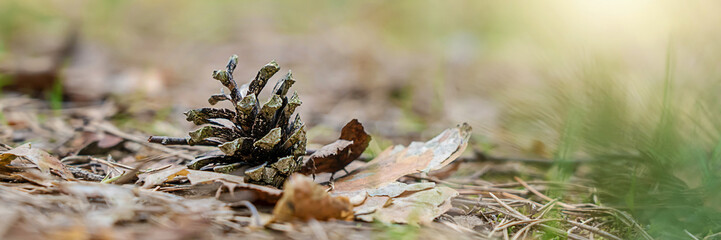 Fallen pine cone lying on forest pathway closeup panoramic view. Natural background.