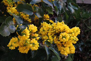 Stechpalme, Blüten, Strauch, Hecke, gelb, Garten