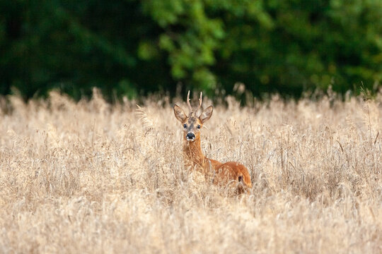 Reifer Rehbock im Sommer im Getreide am Waldrand