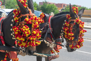 Horses at the fair in Seville, Andalusia. Spain. Europe. May 1, 2022

