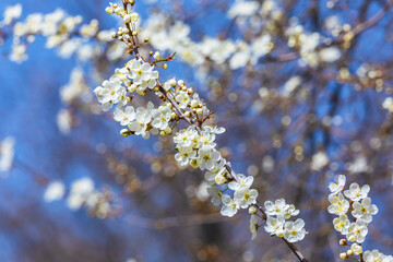 Blossoming of an apple-tree in the spring.Beautiful background
