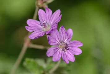 Obraz premium Die Malven (Malva) sind eine Pflanzengattung in der Familie der Malvengewächse (Malvaceae). Die 15 bis 30 Arten sind in Eurasien und Nordafrika verbreitet.