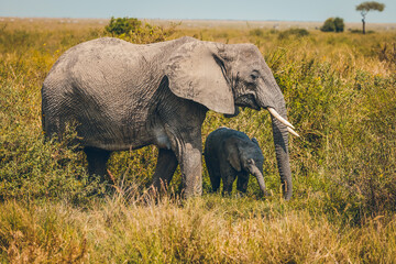 Animaux d'Afrique