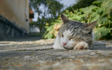 The cat relaxes on the street in sunny weather. A domestic cat sleeps on the street.