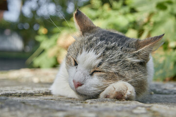 The cat relaxes on the street in sunny weather. A domestic cat sleeps on the street. 