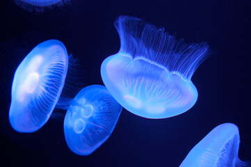 京都水族館のクラゲ水槽