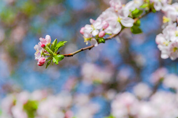 Obraz premium cherry blossom in spring
