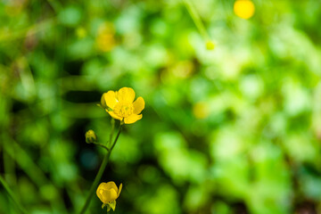 yellow flowers