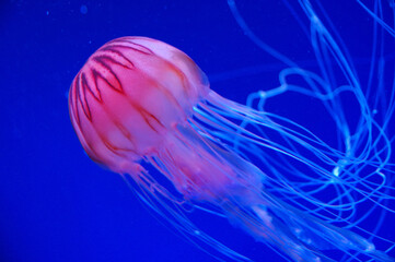 京都水族館のクラゲ水槽