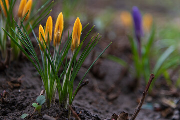 Close-up view of closed orange Crocus olivieri flowers with green leaves growing from ground and...