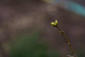 First small green leaves emerges from terminal scaly buds on branch of the tree. Selective focus. Copy space. Springtime theme.