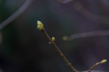First small green leaves emerges from terminal scaly buds on branch of the tree. Selective focus. Copy space. Springtime theme.